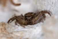 Une araigne crabe. Une immature (Araneae - Thomisidae - Xysticus sp.)